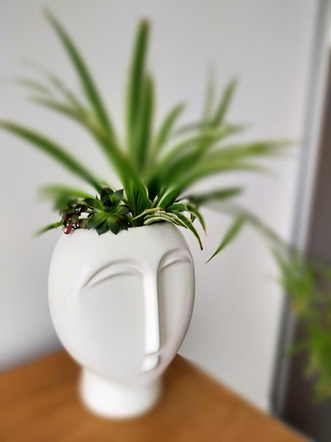 Luca'S Forest Apartment 蒂米什瓦拉 外观 照片